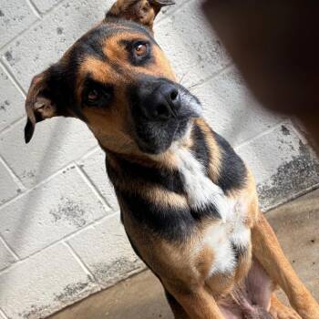 Petro -  Shepherd and Mixed Breed Dog for Adoption in Edinburg, Texas - Petro | PetCurious