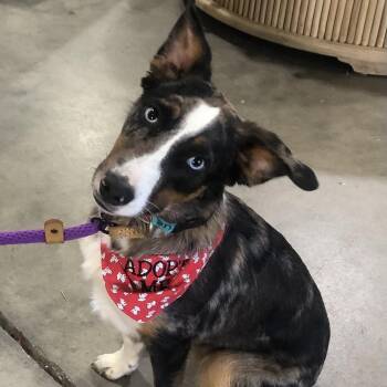 Australian Shepherd and Spaniel Dogs Available for Adoption in Magnolia Springs, Alabama - Charlie | PetCurious