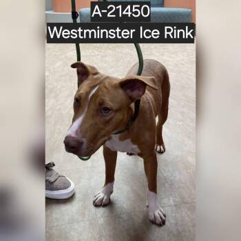 Pit Bull Terrier Dogs Available for Adoption in Westminster, California - WAGS-Stray-21450 | PetCurious