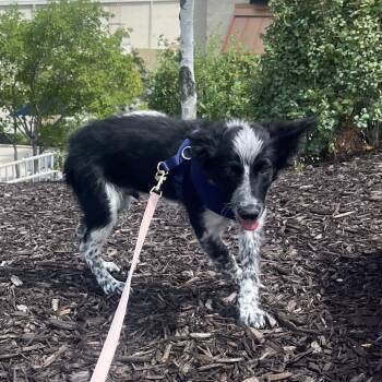Josh -  Mixed Breed Dog for Adoption in Park City, Utah - Josh | PetCurious