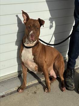 Pit Bull Terrier and Mixed Breed Dogs Available for Adoption - JAZZY | PetCurious