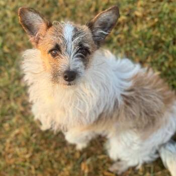 Parson Russell Terrier Dogs Available for Adoption - Junebug | PetCurious