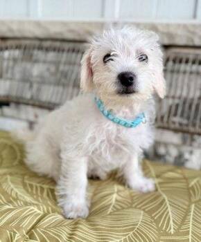 Bichon Frise Dogs Available for Adoption - **S