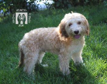 Muggs -  Poodle Dog for Adoption in Omaha, Nebraska - Muggs | PetCurious