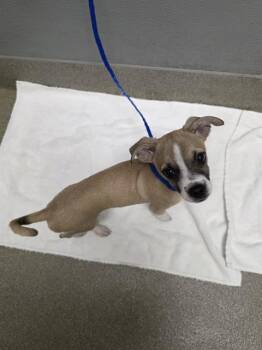 PAQUITO -  Pug and Mixed Breed Dog for Adoption in Las Vegas, Nevada - PAQUITO | PetCurious