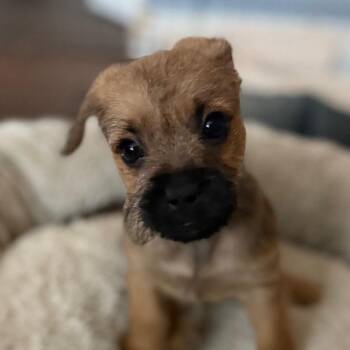 Evan -  Terrier and Mixed Breed Dog for Adoption in Las Vegas, Nevada - Evan | PetCurious
