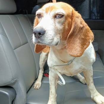 Rescue Beagle Dogs for Adoption in Valley, Alabama - Haggard | PetCurious