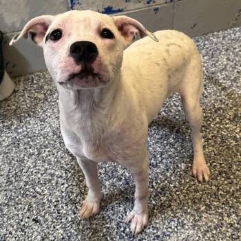 Mixed Breed Dogs Available for Adoption in Beaumont, Texas - Alix | PetCurious