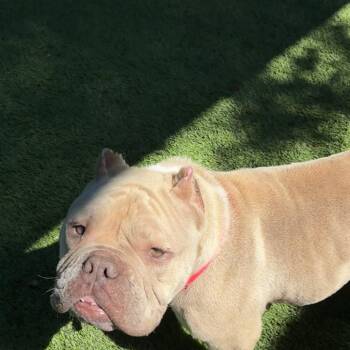Rain A2280864 -  English Bulldog Dog for Adoption in Los Angeles, California - Rain A2280864 | PetCurious
