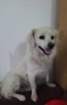 Darla -  Tibetan Spaniel and Terrier Dog for Adoption in Ventura, California - Darla | PetCurious