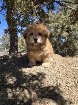 Poodle and Chow Chow Dogs Available for Adoption - Teddy | PetCurious