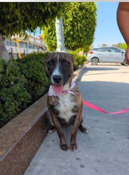 Rescue Pit Bull Terrier and Labrador Retriever Dogs for Adoption in San Diego, California - Susan | PetCurious