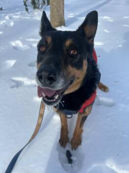 Australian Cattle Dog Blue Heeler Dogs Available for Adoption - ACORN | PetCurious