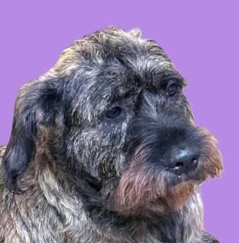 Penelope -  Wirehaired Terrier and Hound Dog for Adoption in Savannah, Georgia - Penelope | PetCurious