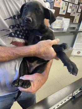 Rescue Labrador Retriever Dogs for Adoption in Stockton, California - SPUDS | PetCurious