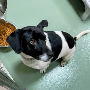 Rescue Jack Russell Terrier and Mixed Breed Dogs for Adoption in Lyndhurst, Virginia - Pluto Is A Planet | PetCurious