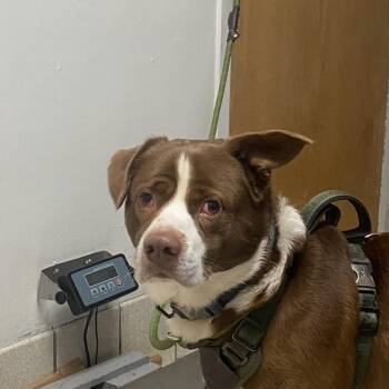 Mixed Breed Dogs Available for Adoption - Apollo The 2nd | PetCurious