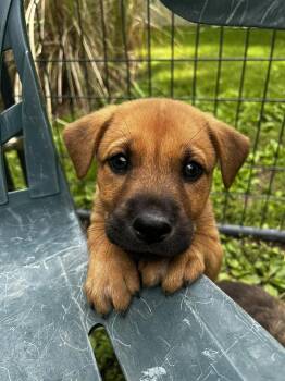 Mountain Cur Dogs Available for Adoption in Godfrey, Illinois - Daniel | PetCurious