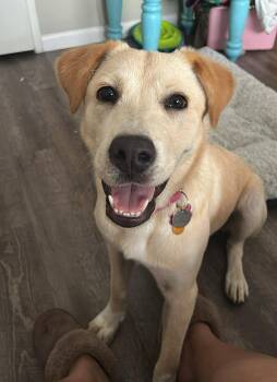 Labrador Retriever Dogs Available for Adoption in Denver, Colorado - Madeline (Courtesy) | PetCurious