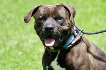 CORY -  Mixed Breed Dog for Adoption in Brazil, Indiana - CORY | PetCurious