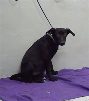 Rescue Labrador Retriever and Mixed Breed Dogs for Adoption in Houston, Texas - RILEY | PetCurious