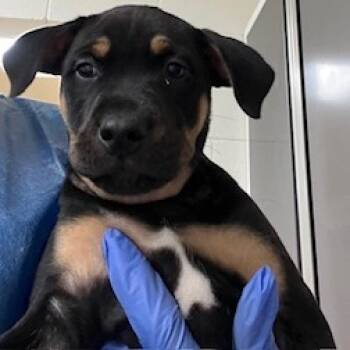 Rescue Black Labrador Retriever and Mixed Breed Dogs for Adoption in Buellton, California - Mario | PetCurious