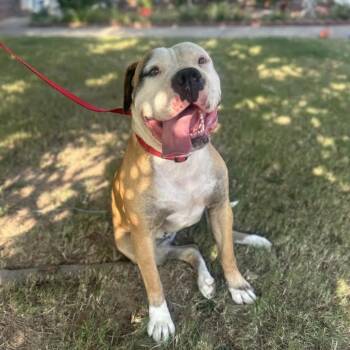 American Bulldog Dogs Available for Adoption - Snickers (HoneyBun) | PetCurious