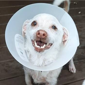 Sally -  Terrier and Mixed Breed Dog for Adoption in Olathe, Kansas - Sally | PetCurious