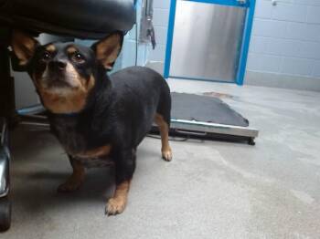 TAZ -  Dachshund and Mixed Breed Dog for Adoption in Albuquerque, New Mexico - TAZ | PetCurious