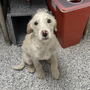 Terrier Dogs Available for Adoption - Axel | PetCurious