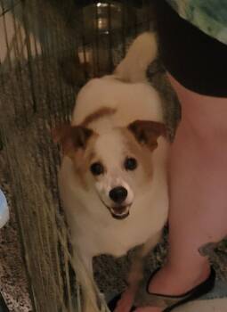 Tucker -  Chihuahua Dog for Adoption in Milford, Michigan - Tucker | PetCurious