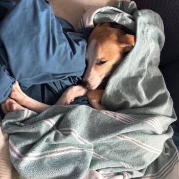 Dandy -  Mixed Breed Dog for Adoption in Ferndale, Michigan - Dandy | PetCurious