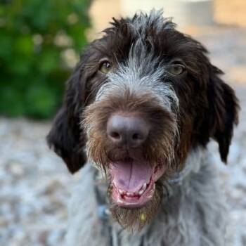 Rescue German Wirehaired Pointer Dogs for Adoption in Santa Rosa, California - Emmy (El Paso, Texas) | PetCurious