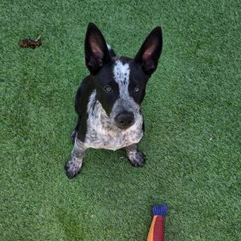 Blue -  Australian Cattle Dog Blue Heeler Dog for Adoption in Fresno, California - Blue | PetCurious
