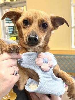 John Boutte -  Dachshund and Mixed Breed Dog for Adoption in New Orleans, Louisiana - John Boutte | PetCurious