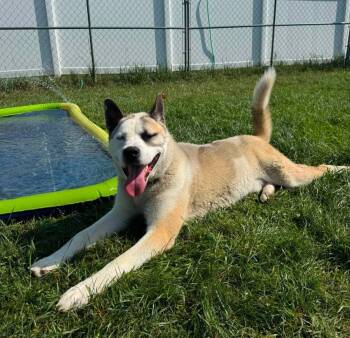 Dusty -  Akita and Siberian Husky Dog for Adoption in Shelby, Michigan - Dusty | PetCurious