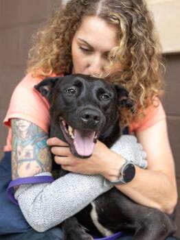 Mixed Breed Dogs Available for Adoption in Chamblee, Georgia - Poppy | PetCurious