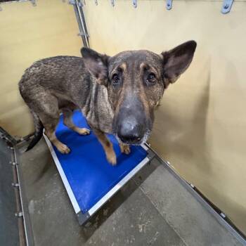 Silver -  Mixed Breed Dog for Adoption in Columbiana, Alabama - Silver | PetCurious