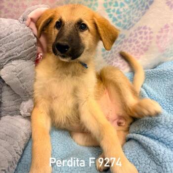 Perdita -  German Shepherd Dog Dog for Adoption in Dandridge, Tennessee - Perdita | PetCurious