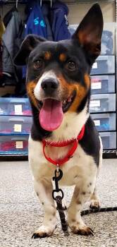 Mixed Breed Dogs Available for Adoption in Fairfax, Virginia - Colt | PetCurious