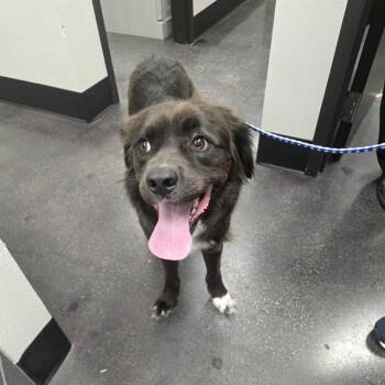 REMI -  Border Collie and Mixed Breed Dog for Adoption in Wylie, Texas - REMI | PetCurious