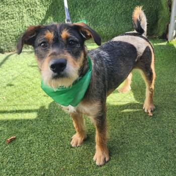 Terrier Dogs Available for Adoption in Oak Point, Texas - Cole | PetCurious
