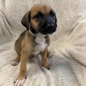 Cedar -  Shepherd and Mixed Breed Dog for Adoption in Long Beach, California - Cedar | PetCurious