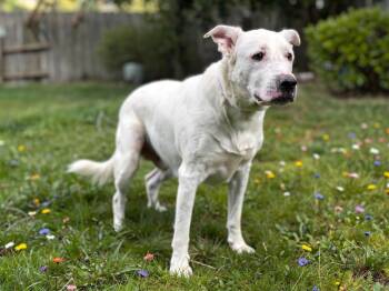 Ghost -  Labrador Retriever and Mixed Breed Dog Available for Adoption in Sebastian, Florida - Ghost | PetCurious