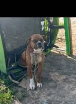 Brownie JB -  Boxer Dog for Adoption in Georgetown, Ohio - Brownie JB | PetCurious