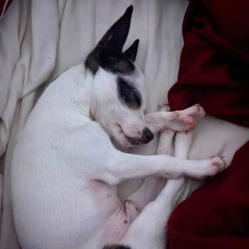 Jeanu -  Chihuahua Dog for Adoption in Lynchburg, Virginia - Jeanu | PetCurious