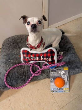 Rescue Jack Russell Terrier and Chihuahua Dogs for Adoption in Caldwell, New Jersey - Bee Bee | PetCurious