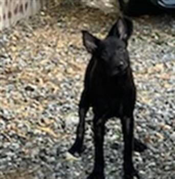 NEGRO -  Dutch Shepherd and Mixed Breed Dog for Adoption in Dallas, Texas - NEGRO | PetCurious
