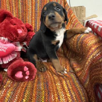 Labrador Retriever Dogs Available for Adoption - Romeo | PetCurious