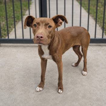 Pheobe -  Mixed Breed Dog for Adoption in Orangeburg, South Carolina - Pheobe | PetCurious